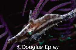 juvenile filefish taken in belize with nikonos v by Douglas Epley 